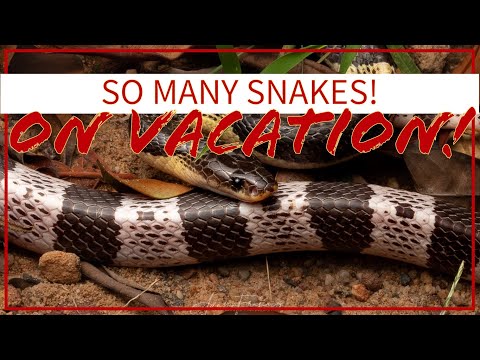 YouTube reptile video