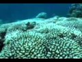 Tourists head to Myanmar islands as Thai reefs..