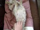 眠りイヌ動画