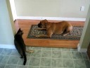 Boxer vs Cat