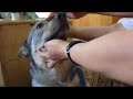 Swedish Vallhund, tricks