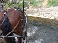 Baignade équine