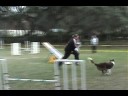 Zing, IPOC, AKC Trial