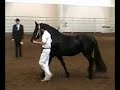 Yveline MLF Friesian Ster Mare & Keuring Champion