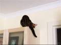 Acrobatic-Bengal-Kitten