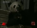 A wild giant panda broke into a village house to search for food in China's Sichuan Province on Saturday. Villagers say the panda ate pig bones instead of the traditional bamboo. (March 1)