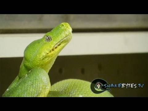 chewy - When handling snakes it's so important to read ther body language so that you don't get bit. It's just as important to read whether or not your snake wants t...