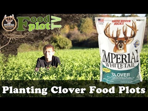 how to plant clover