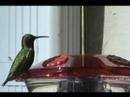 Hummingbird with shadow and close-up