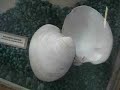 Sea Shell Displays at Clearwater Marine Aquarium