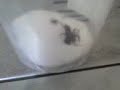 ARA�AR PELEANDO PARTE 1