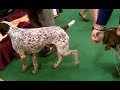 German shorthaired pointers Westminster 2012