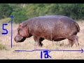 The hippopotamus is simply awesome to see in person. It truly humbles you to be near such a giant. The two species of hippo still remaining are the Eastern African hippo and the pygmy hippo (not in this video.) There are only an estimated 125000 to 150000 hippos left throughout Sub-Saharan Africa. They are threatened by illegal poaching, and by habitat loss and hippos are legally culled (killed) by some governments and their meat and ivory teeth are sold. They are also hunted by trophy ...