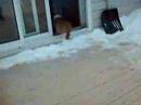 Shetland Sheepdog: memories of Foxy the puppy