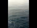 Qik - fishys by bigtex713