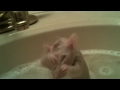 Rat Takes A Bath!