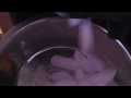 Do your like Ice?