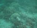 SNORKLING OFF LIZARD ISLAND