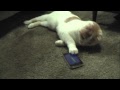 猫じゃらしアプリで遊ぶポッケ