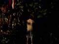videos de Keltische boomverering