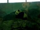 Tai Shan posing Tai Shan posing