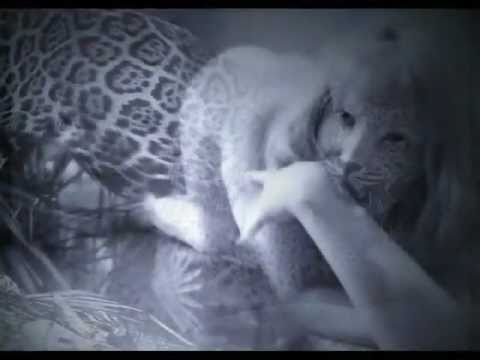 tigrechat