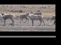 Porcupine Caribou Herd Migration-June 2007