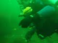 Swimming Scallops
