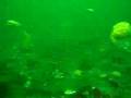 Swimming Scallops