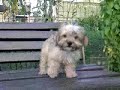 cane sulla panchina cane sulla panchina