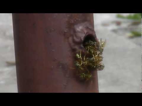 how to get rid of a wasp nest nz