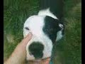 Buddy