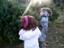 Christmas tree haul