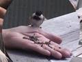 Chickadees and a Tufted Titmouse
