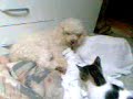 Gato e cachorro brincando!!