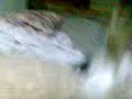 Gato e cachorro brincando!!