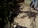 basset-hounds 9