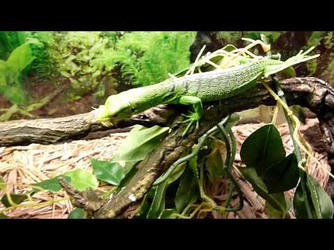 YouTube reptile video