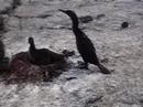 Flightless Cormorants