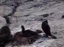 Flightless Cormorants Flightless Cormorants