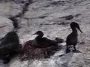 Flightless Cormorants