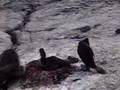 Flightless Cormorants