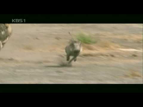 치타의 멧돼지사냥.avi
