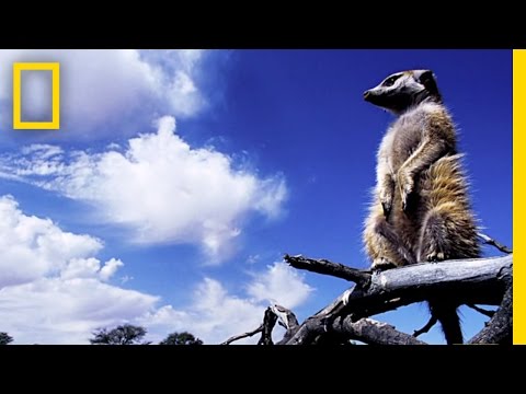 meerkat
