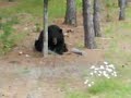 BEAR ATTACK!!!!