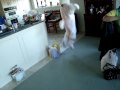 videos de shaila hopping around