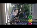 Tiny & Conny Conure Play