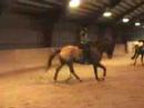 Me training my 5 yrs old dressage gelding,*FOR SALE*