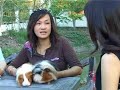 Guinea Pig World Farm ????????????????? Guinea Pig World Farm ?????????????????