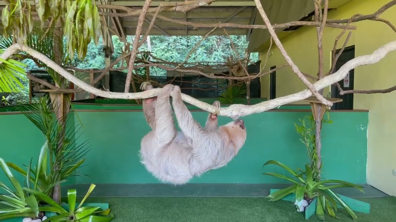 Sloth having a lazy walk